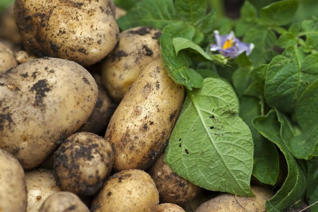 Картофель «Сапфир» и огурец «Духмяны». Какие еще сорта овощей и фруктов вывели белорусские ученые? 