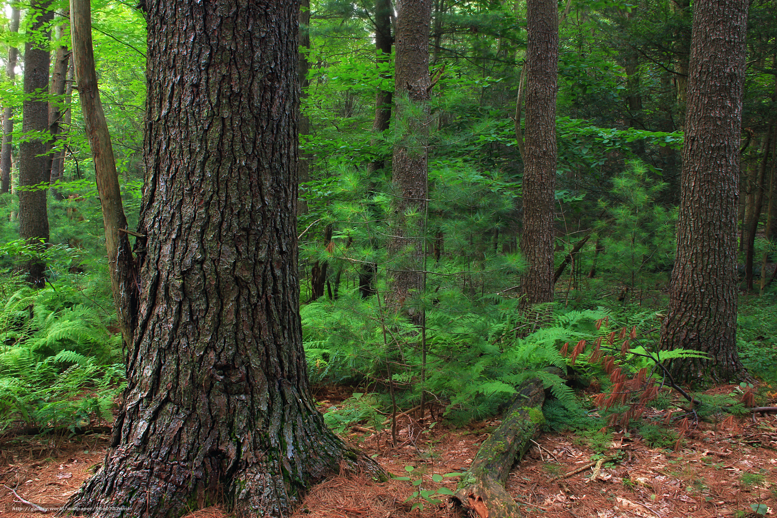 В Беларуси теперь можно брать деревья в лесу бесплатно