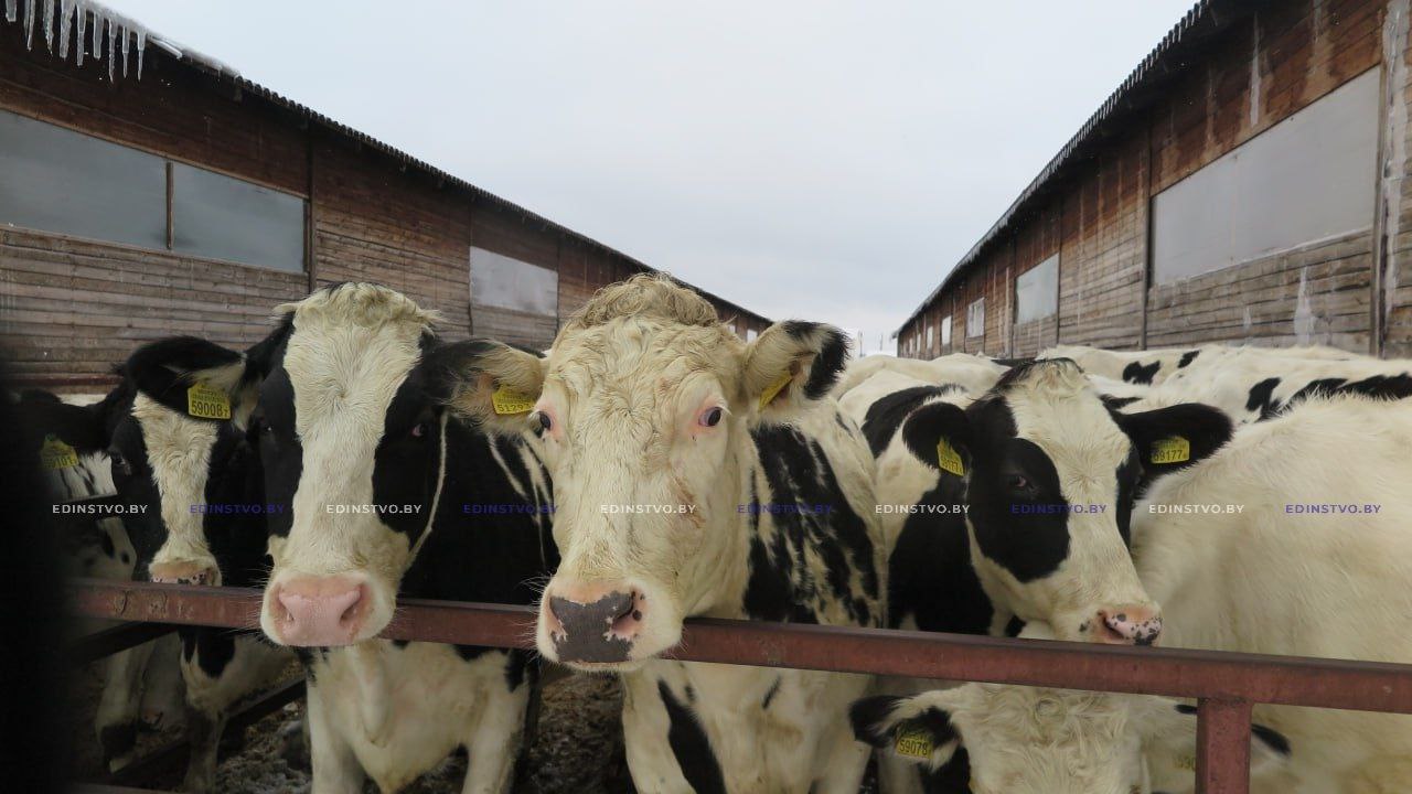 Прокуратура Борисовского района потребовала устранить нарушения при производстве молока в агропредприятиях