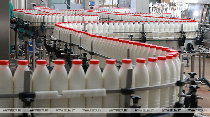 Производство молока и мяса в Беларуси достигло серьезных промышленных основ