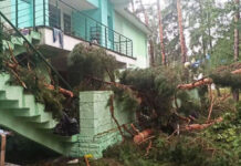 В Речицком районе в результате падения деревьев пострадали 7 детей. Из них – 1 погиб