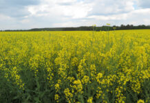 ФОТО ДНЯ: природная палитра – рапсовое поле в Пересадском сельсовете