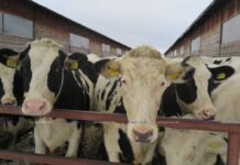 Информация о производстве и реализации сельскохозяйственной продукции в январе-марте 2024 г.