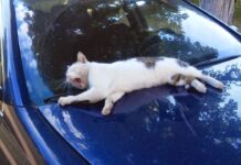 «Дядя Федор», пес и кот. Путевые наблюдения за людьми и животными