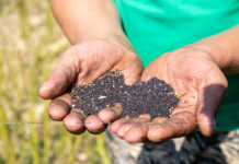 «Чорнае золата» аграрыяў. На Барысаўшчыне сёлета рапс парадаваў хлебаробаў добрым ураджаем