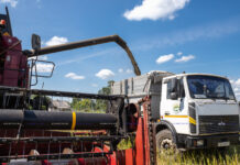 В Борисовском районе началась уборка рапса