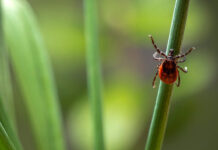 Клещи. О мерах профилактики рассказала инструктор-валеолог больницы №2