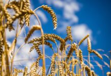 В Беларуси с учетом рапса намолотили 7,8 млн тонн зерна