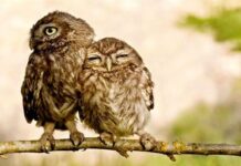 Жаворонок, голубь и сова. Кто вы по хронотипу