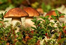 Как избежать отравления грибами?