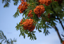 ФОТО ДНЯ: природный фильтр