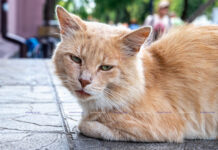 ФОТО ДНЯ: рыжик