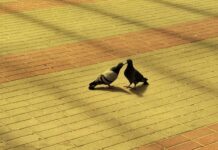 ФОТО ДНЯ: птичья любовь