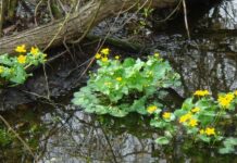 Такие разные… лютики: рассказываем интересные факты о растении