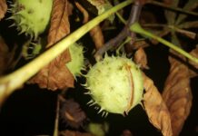 ФОТО ДНЯ: каштан останется каштаном…