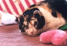 Выше — инстинкт. Размышляем о том, чему люди могут научиться у бездомной кошки