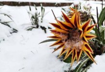 Зимы холодное и ясное начало