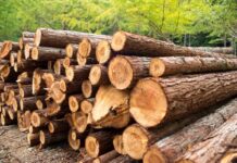 Президент Беларуси изменил условия реализации населению деловой древесины