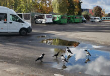 А может быть, ворона? Наблюдаем за пернатыми жителями улиц