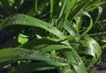 Сонный дождь. Зарисовка по пути на работу