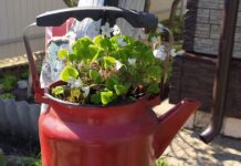 Лето в чайнике. Знакомим с очередными участниками редакционного конкурса «Мой уютный мир»