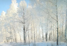 Зарисовка: И выпал снег