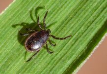 В Беларуси сохраняют актуальность клещевые инфекции