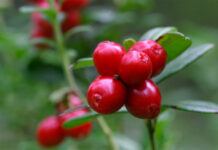 Когда в Минской области можно собирать бруснику и клюкву