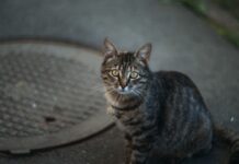 Ловить нельзя оставить: история с отловом безнадзорных котов в Борисове получила продолжение