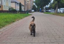 ФОТО ДНЯ: легкой походкой