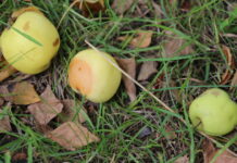 Фотофакт: Погружение в осень