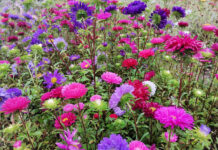 ФОТО ДНЯ: звездный цветок