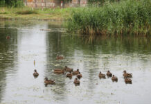 ФОТО ДНЯ: утиное семейство на отдыхе