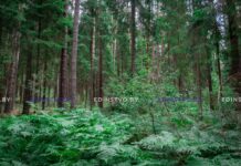 ФОТО ДНЯ: оттенки зеленого