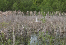 ФОТО ДНЯ: найдите лебедя