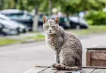 ФОТО ДНЯ: живая статуэтка