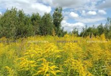 Почему необходимо противостоять распространению золотарника канадского