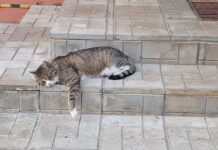 ФОТО ДНЯ: я на солнышке лежу