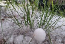 «Тополиная атака». На улицах Борисова – пух