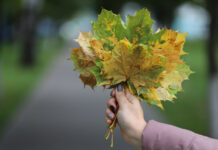 Засентябрило. Журналист районки умеет находить красоту в мелочах