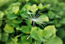 ФОТО ДНЯ: легкость