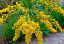 На вашем подворье растет золотарник? Оказывается, это опасный сорняк!