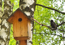 Взгляд через объектив: шесть дней до лета