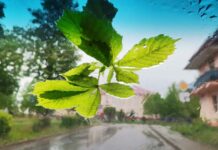 Мысли под зонтом