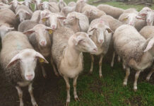 Как фермер из Беларуси делает уникальные сыры и мыло из овечьего молока