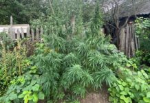 Житель Борисова выращивал коноплю на приусадебном участке