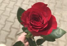 ФОТО ДНЯ: дарите женщинам цветы