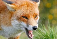 Почему нельзя кормить с руки белок в парке и гладить бездомных кошек