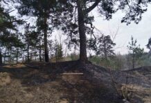 Какие причины возгорания в природных экосистемах?