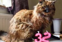 Умерла самая старая кошка в мире